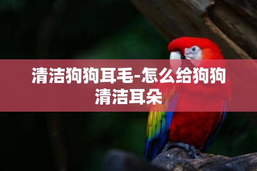 清潔狗狗耳毛-怎么給狗狗清潔耳朵