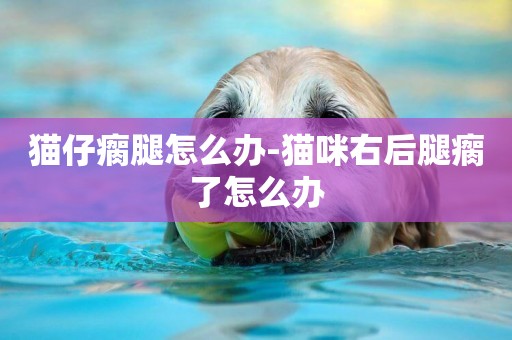 貓仔瘸腿怎么辦-貓咪右后腿瘸了怎么辦