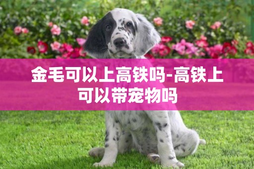 金毛可以上高鐵嗎-高鐵上可以帶寵物嗎