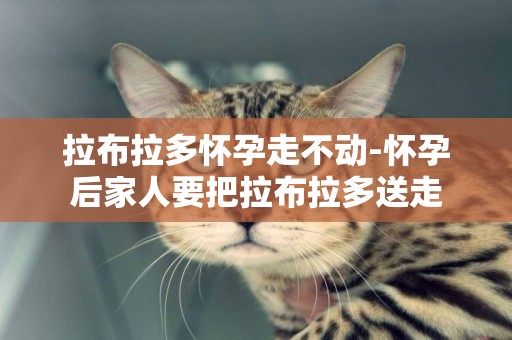 拉布拉多懷孕走不動-懷孕后家人要把拉布拉多送走