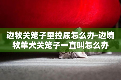 邊牧關籠子里拉尿怎么辦-邊境牧羊犬關籠子一直叫怎么辦