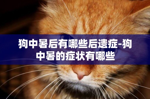 狗中暑后有哪些后遺癥-狗中暑的癥狀有哪些
