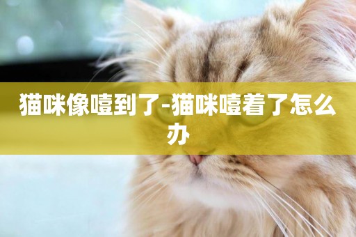 貓咪像噎到了-貓咪噎著了怎么辦