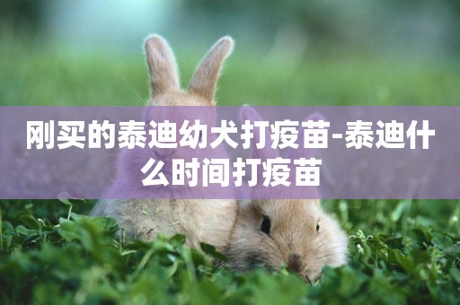 剛買的泰迪幼犬打疫苗-泰迪什么時間打疫苗