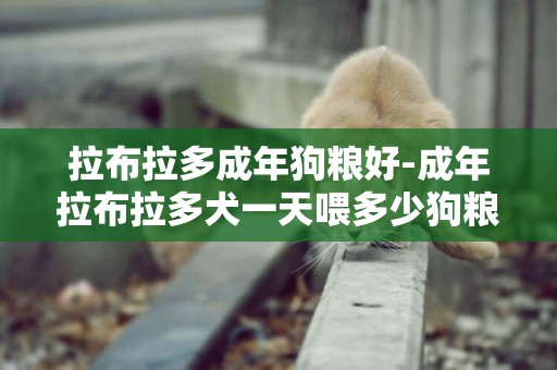 拉布拉多成年狗糧好-成年拉布拉多犬一天喂多少狗糧