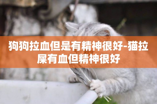 狗狗拉血但是有精神很好-貓拉屎有血但精神很好