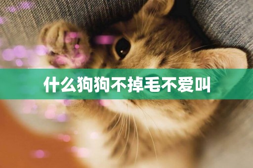 什么狗狗不掉毛不愛叫