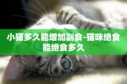 小貓多久能增加副食-貓咪絕食能絕食多久