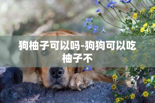 狗柚子可以嗎-狗狗可以吃柚子不