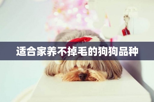 適合家養不掉毛的狗狗品種