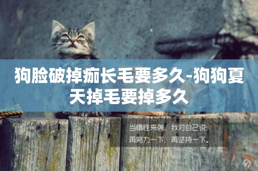 狗臉破掉痂長毛要多久-狗狗夏天掉毛要掉多久