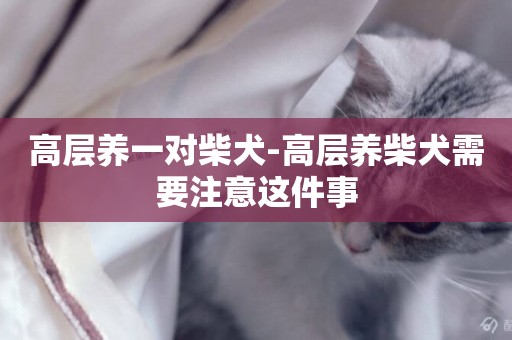 高層養一對柴犬-高層養柴犬需要注意這件事