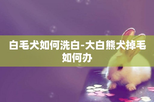 白毛犬如何洗白-大白熊犬掉毛如何辦