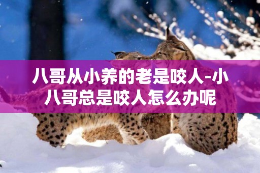 八哥從小養的老是咬人-小八哥總是咬人怎么辦呢