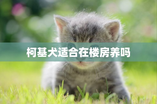 柯基犬適合在樓房養嗎