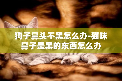 狗子鼻頭不黑怎么辦-貓咪鼻子是黑的東西怎么辦