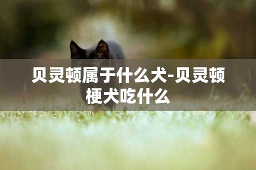 貝靈頓屬于什么犬-貝靈頓梗犬吃什么