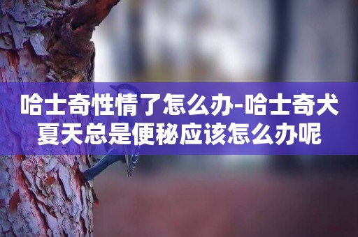 哈士奇性情了怎么辦-哈士奇犬夏天總是便秘應該怎么辦呢