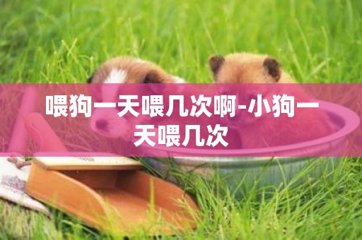 喂狗一天喂幾次啊-小狗一天喂幾次