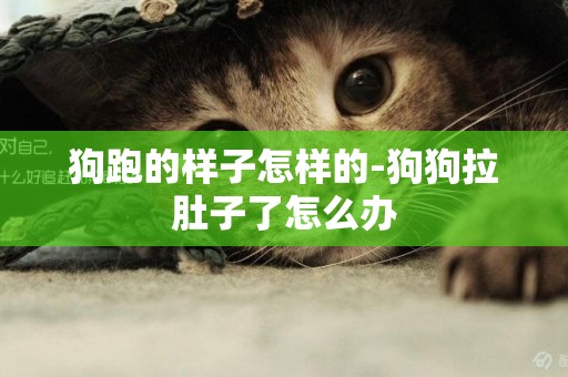 狗跑的樣子怎樣的-狗狗拉肚子了怎么辦