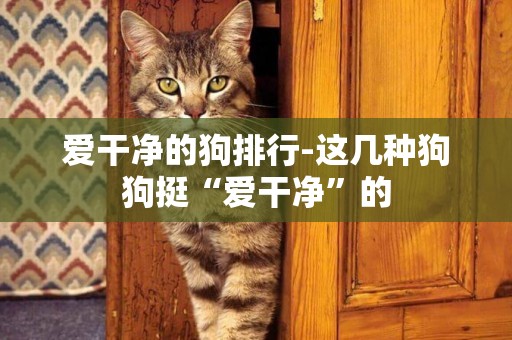 愛干凈的狗排行-這幾種狗狗挺“愛干凈”的