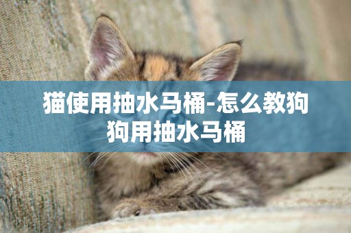 貓使用抽水馬桶-怎么教狗狗用抽水馬桶