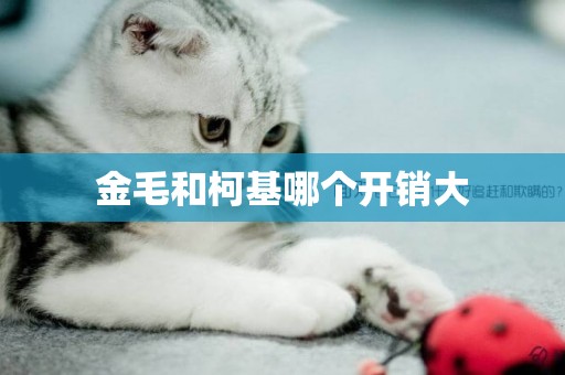 金毛和柯基哪個開銷大