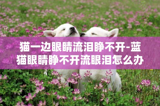 貓一邊眼睛流淚睜不開-藍貓眼睛睜不開流眼淚怎么辦
