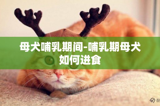 母犬哺乳期間-哺乳期母犬如何進食