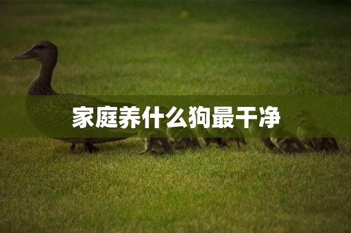 家庭養什么狗最干凈