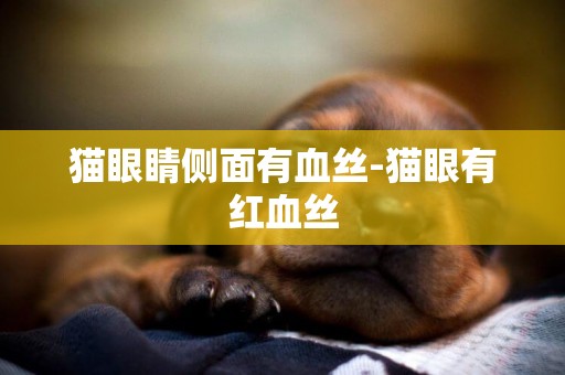 貓眼睛側面有血絲-貓眼有紅血絲