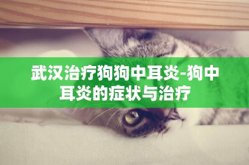 武漢治療狗狗中耳炎-狗中耳炎的癥狀與治療