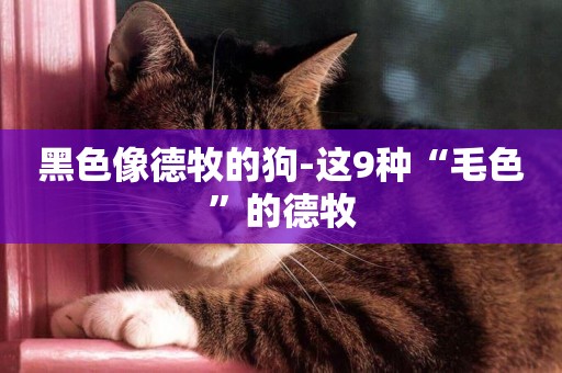黑色像德牧的狗-這9種“毛色”的德牧