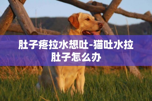 肚子疼拉水想吐-貓吐水拉肚子怎么辦