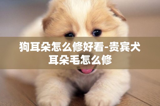 狗耳朵怎么修好看-貴賓犬耳朵毛怎么修