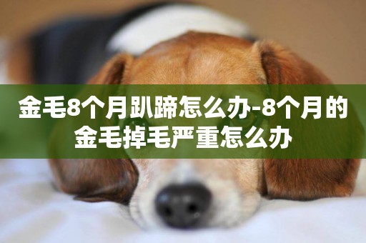 金毛8個月趴蹄怎么辦-8個月的金毛掉毛嚴重怎么辦