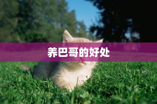 養巴哥的好處
