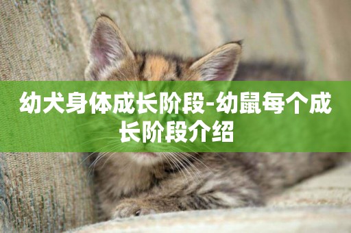 幼犬身體成長階段-幼鼠每個成長階段介紹