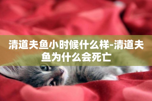 清道夫魚小時候什么樣-清道夫魚為什么會死亡