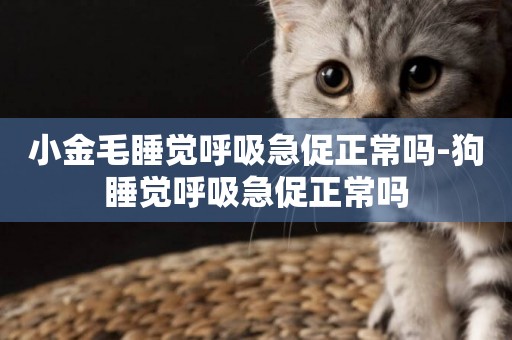 小金毛睡覺呼吸急促正常嗎-狗睡覺呼吸急促正常嗎