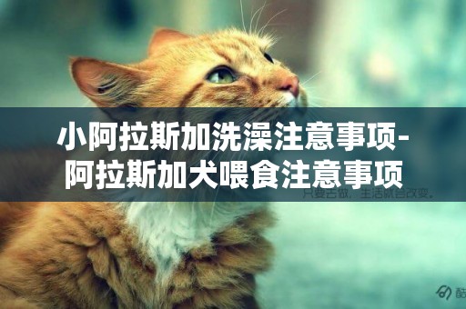 小阿拉斯加洗澡注意事項-阿拉斯加犬喂食注意事項