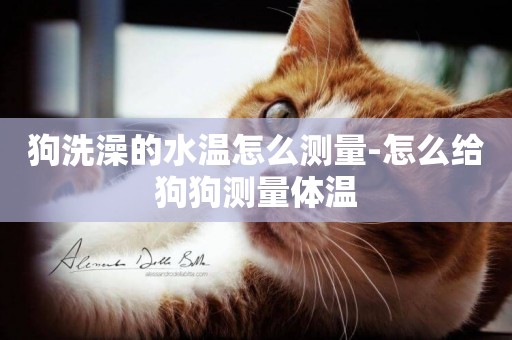 狗洗澡的水溫怎么測量-怎么給狗狗測量體溫