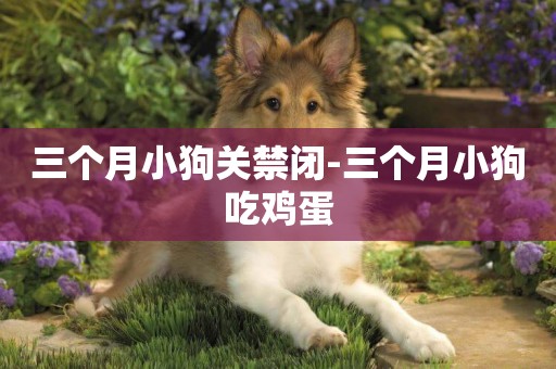 三個月小狗關禁閉-三個月小狗吃雞蛋
