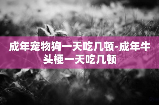 成年寵物狗一天吃幾頓-成年牛頭梗一天吃幾頓