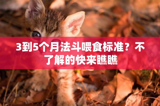 3到5個月法斗喂食標準？不了解的快來瞧瞧