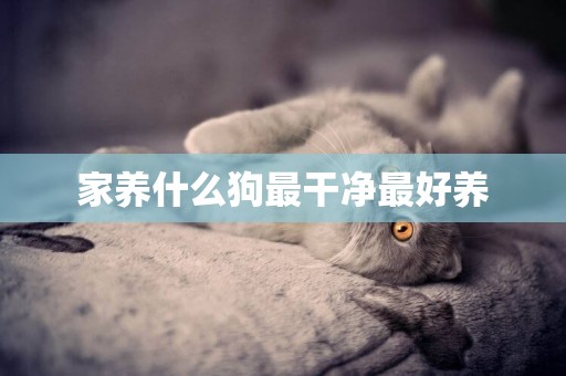 家養什么狗最干凈最好養
