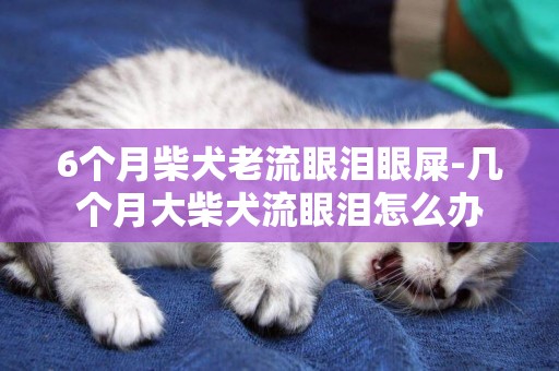 6個月柴犬老流眼淚眼屎-幾個月大柴犬流眼淚怎么辦