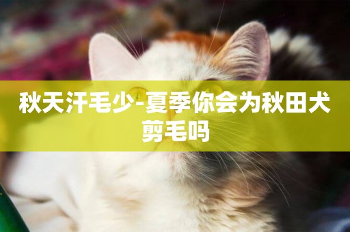 秋天汗毛少-夏季你會為秋田犬剪毛嗎