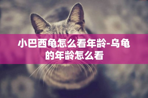 小巴西龜怎么看年齡-烏龜的年齡怎么看