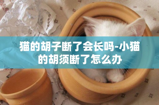 貓的胡子斷了會長嗎-小貓的胡須斷了怎么辦